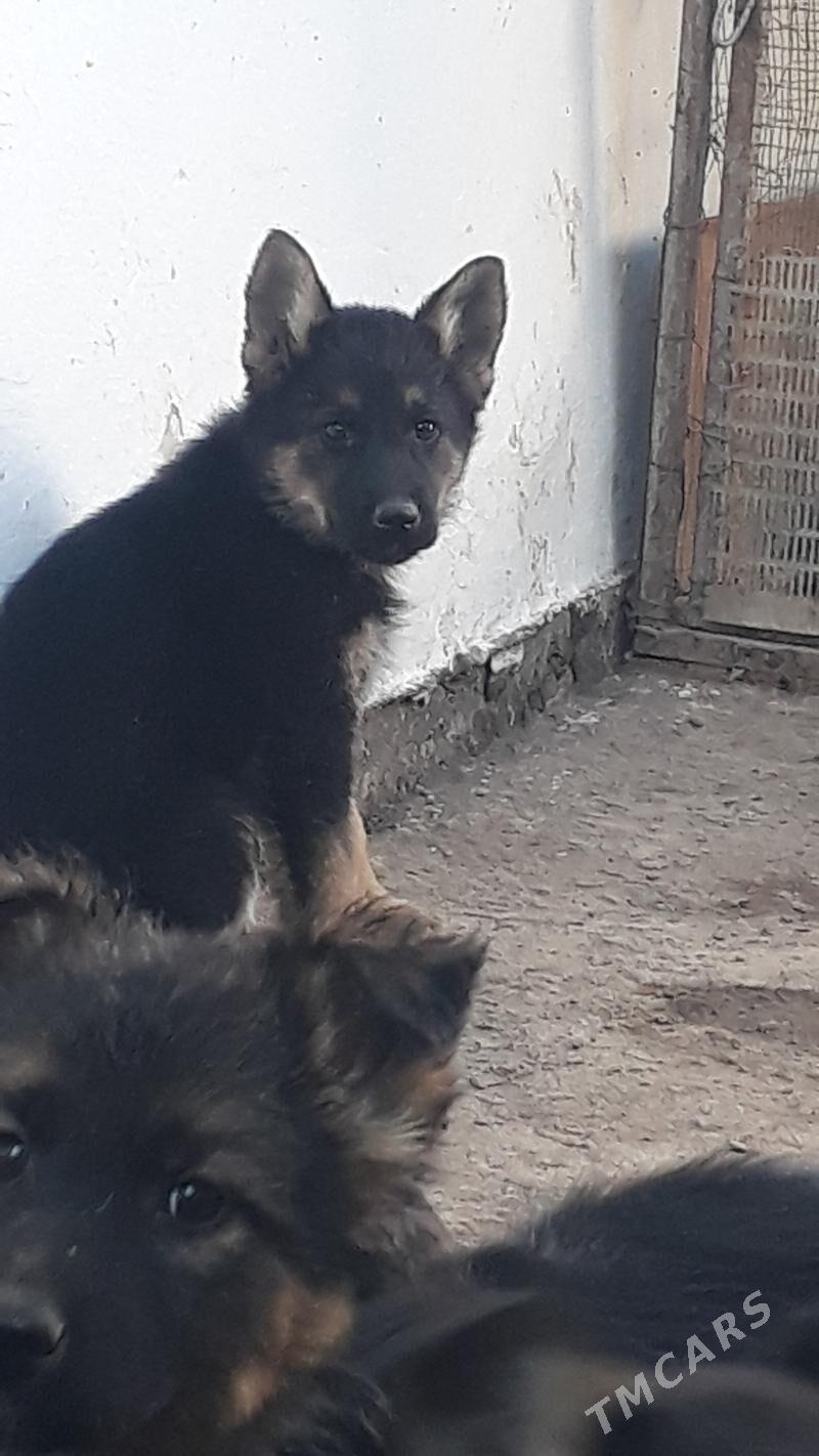 Awcarka - Дашогуз - img 1