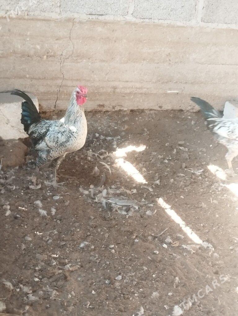 towuk - Гумдаг - img 2