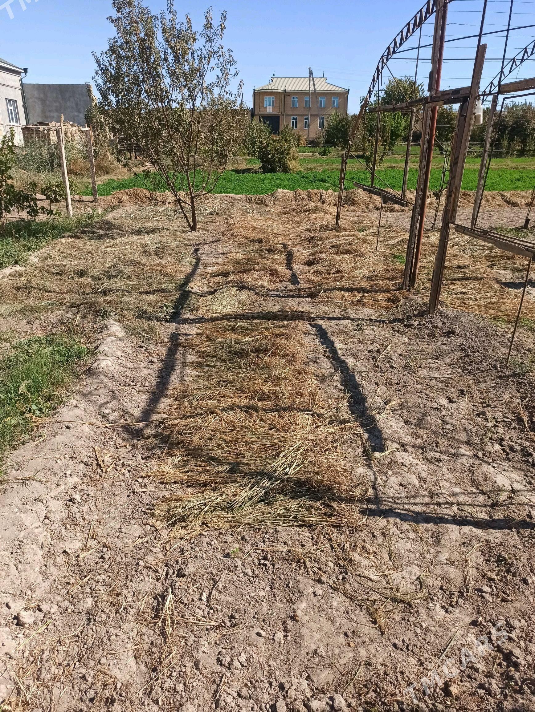 tary ot - Чарджоу - img 2