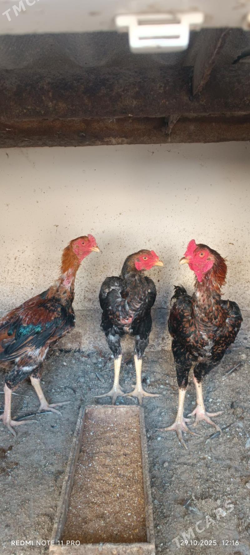 Bayes  Horazlar - Mary - img 2