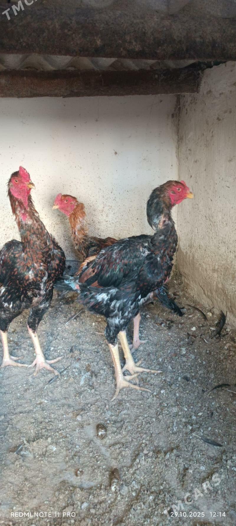 Bayes  Horazlar - Mary - img 5