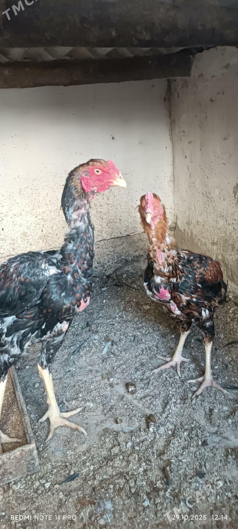 Bayes  Horazlar - Mary - img 6