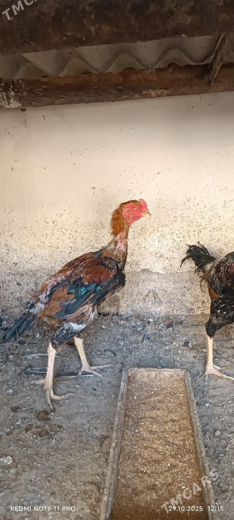 Bayes  Horazlar - Mary - img 3