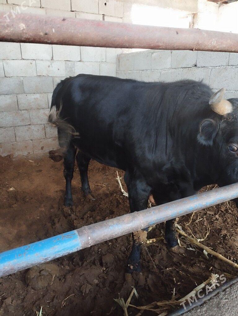 Öküz - Бузмеин - img 3