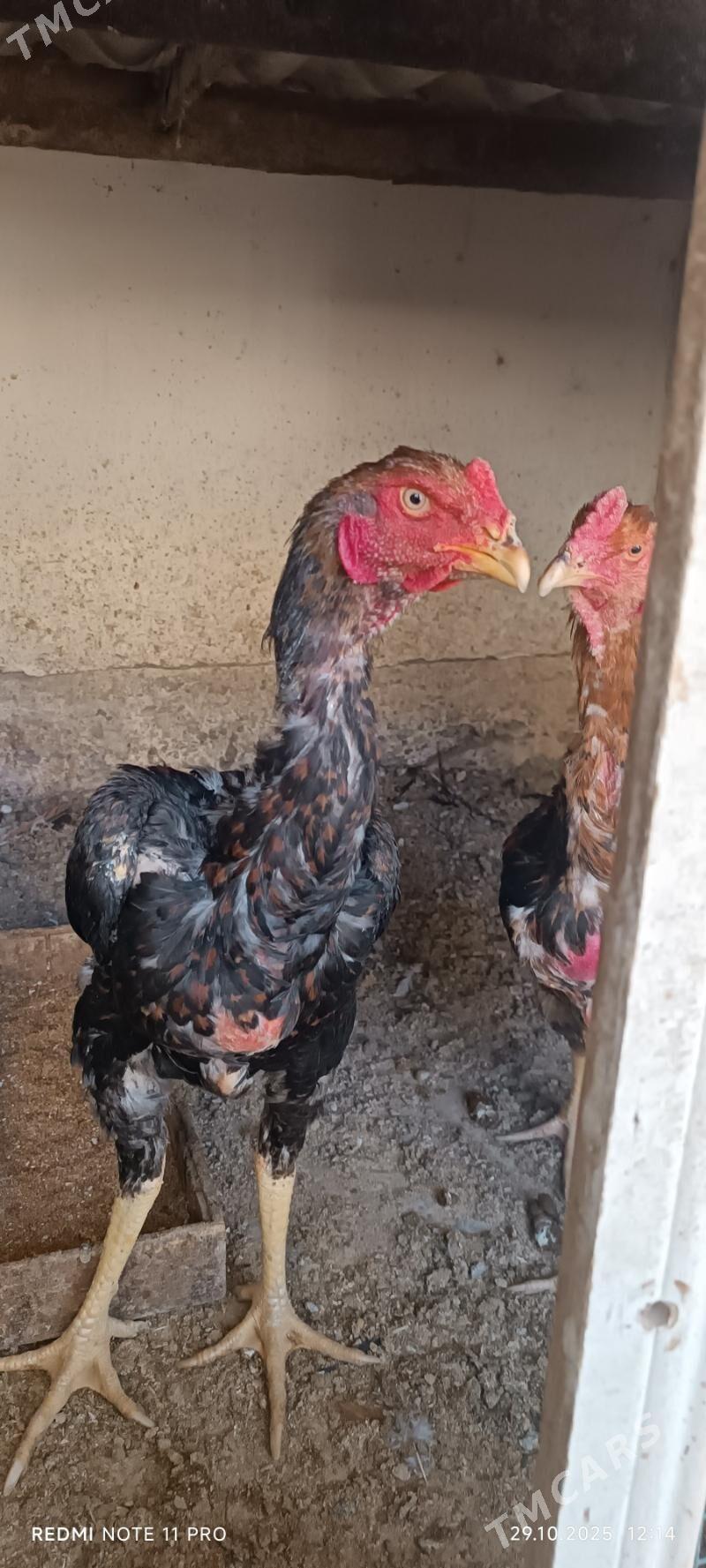 Bayes  Horazlar - Mary - img 4