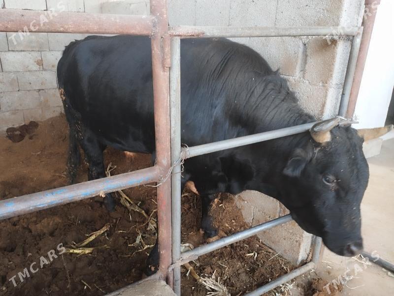 Öküz - Бузмеин - img 2