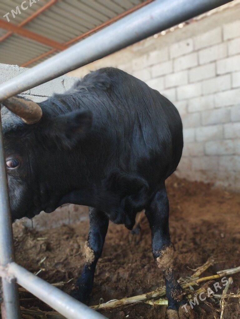 Öküz - Бузмеин - img 4