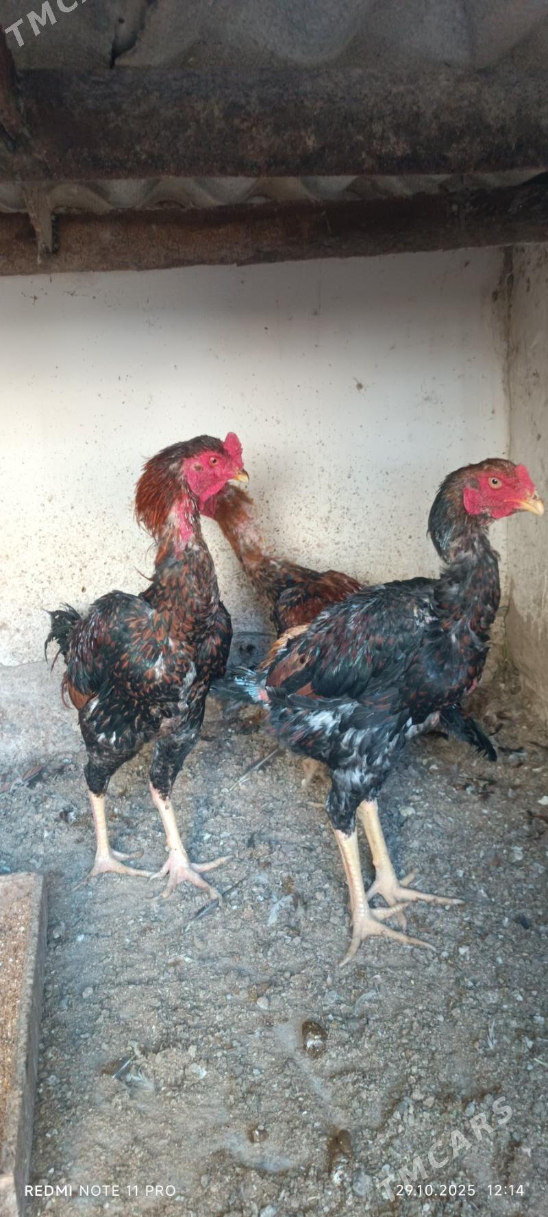 Bayes  Horazlar - Mary - img 7