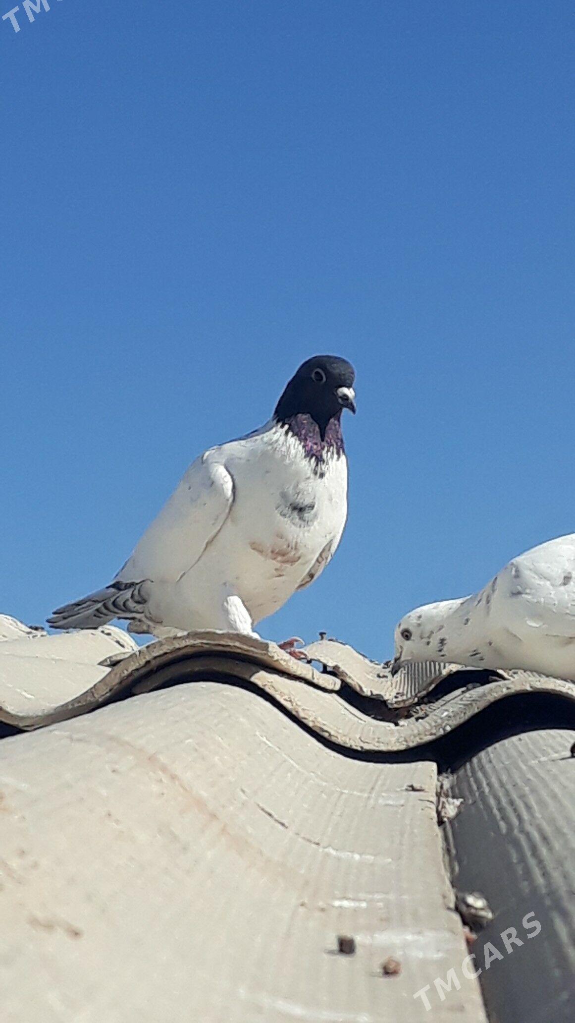 Kepder - Daşoguz - img 3