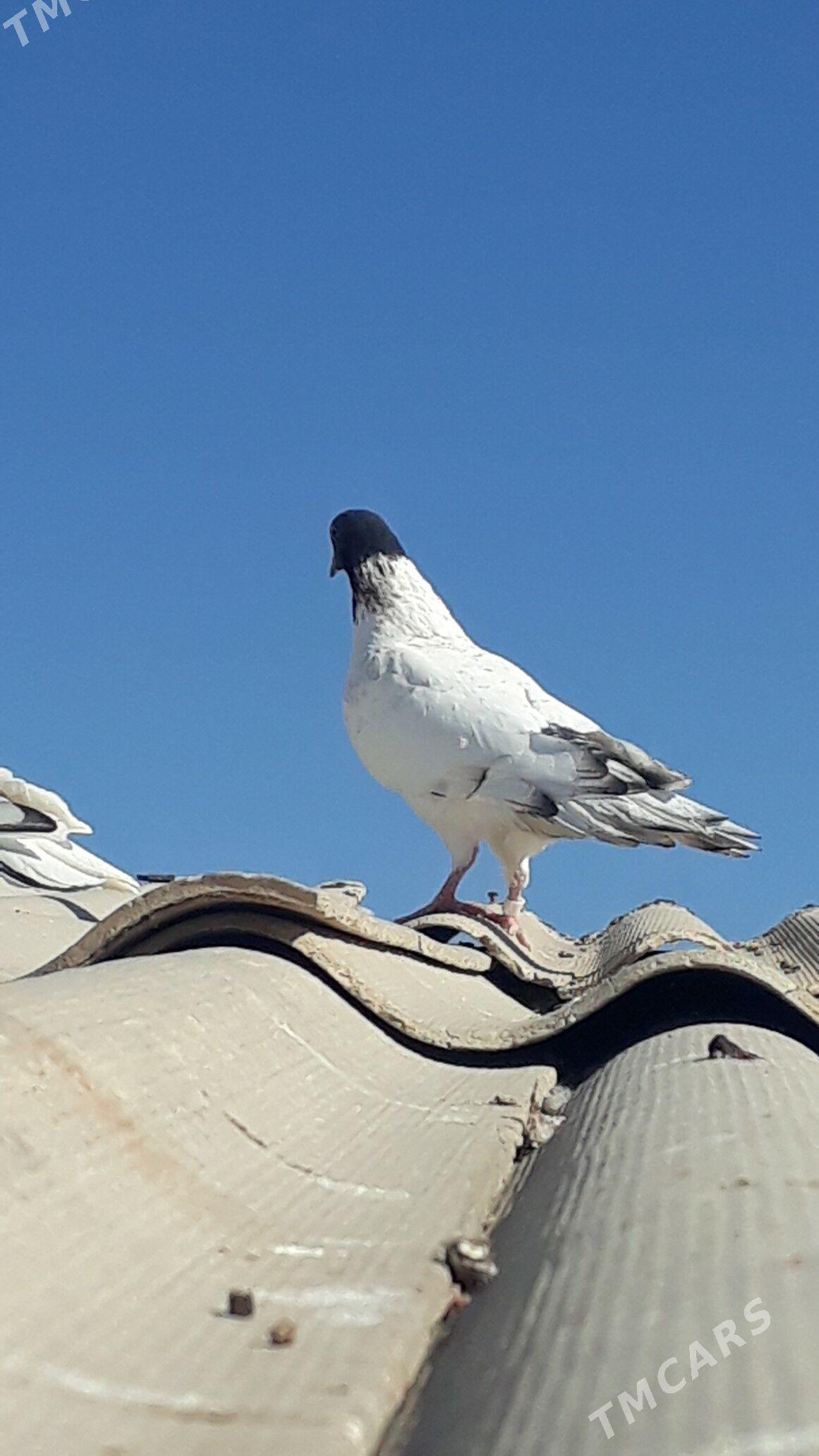 Kepder - Daşoguz - img 2
