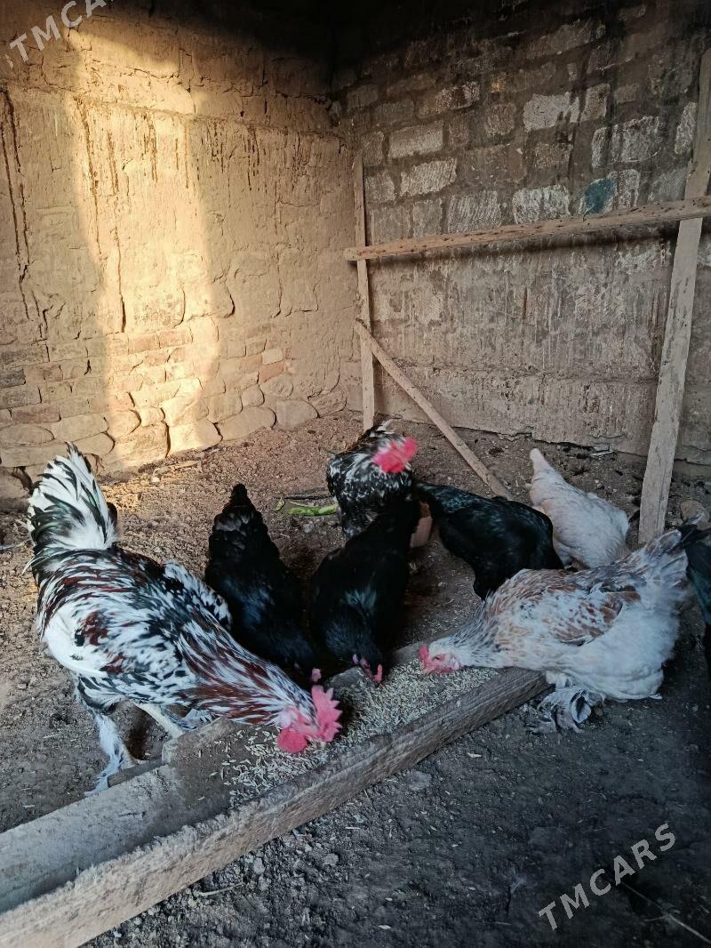 towuk horaz - Гызыларбат - img 2