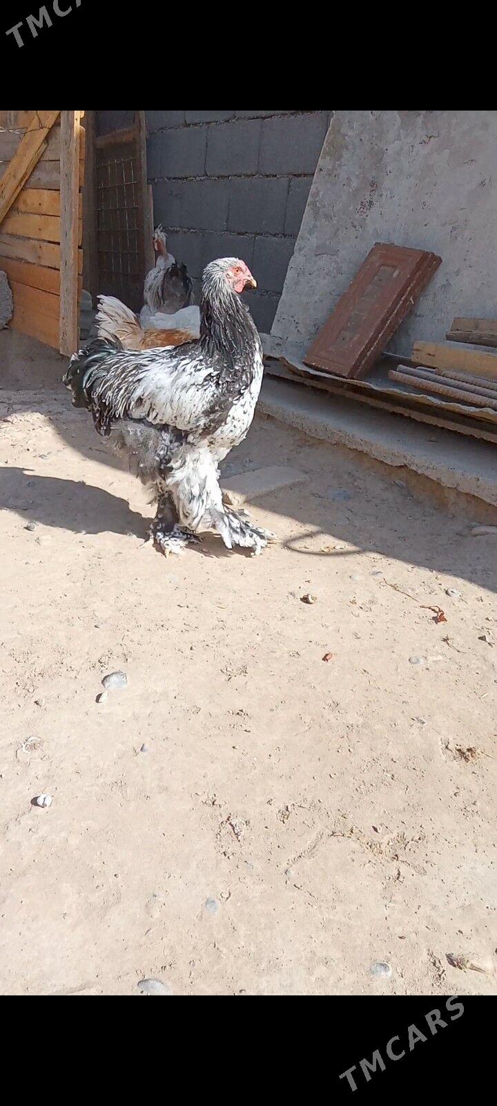 Brama silber - Херрикгала - img 1