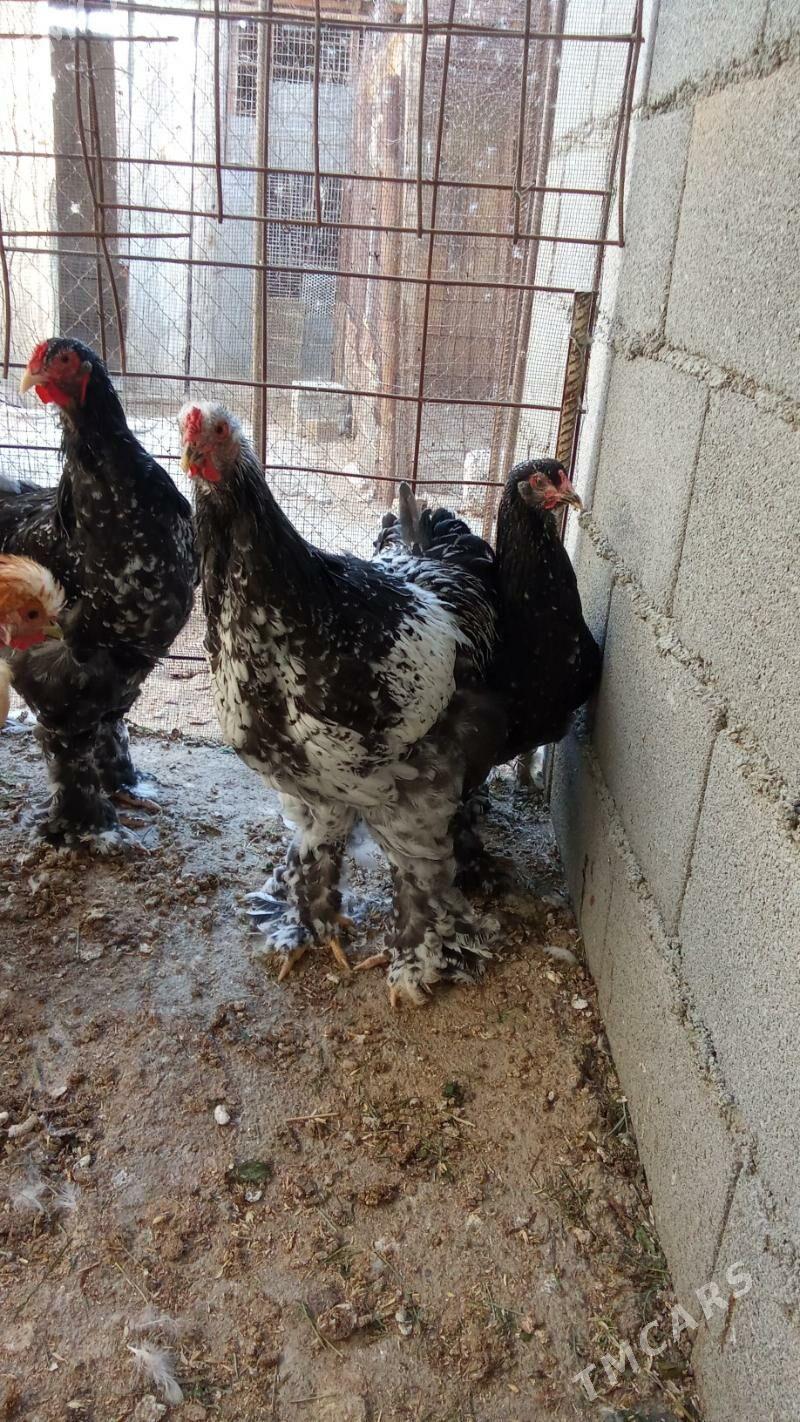 Brama silber - Херрикгала - img 2