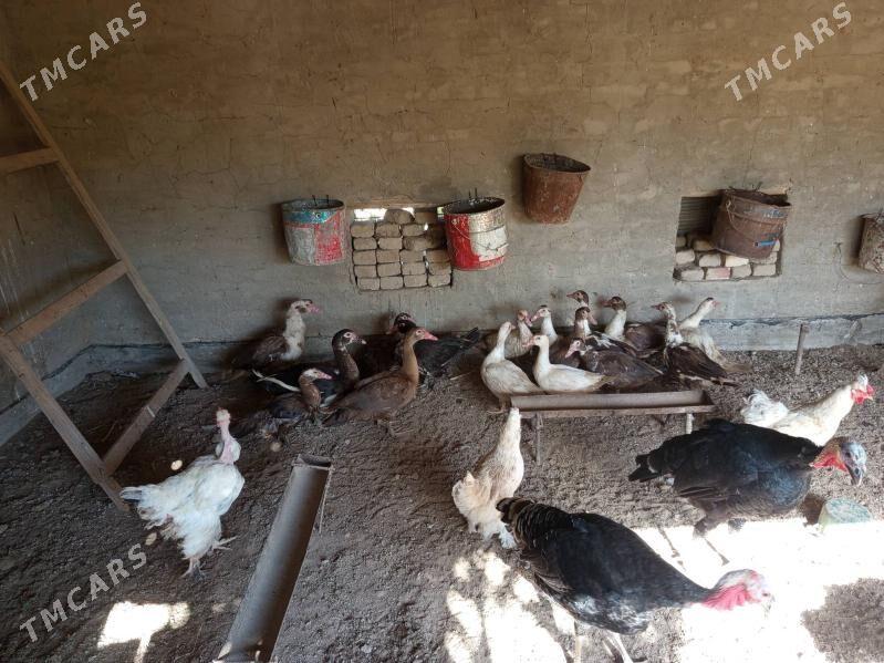 ordek - Векильбазар - img 3