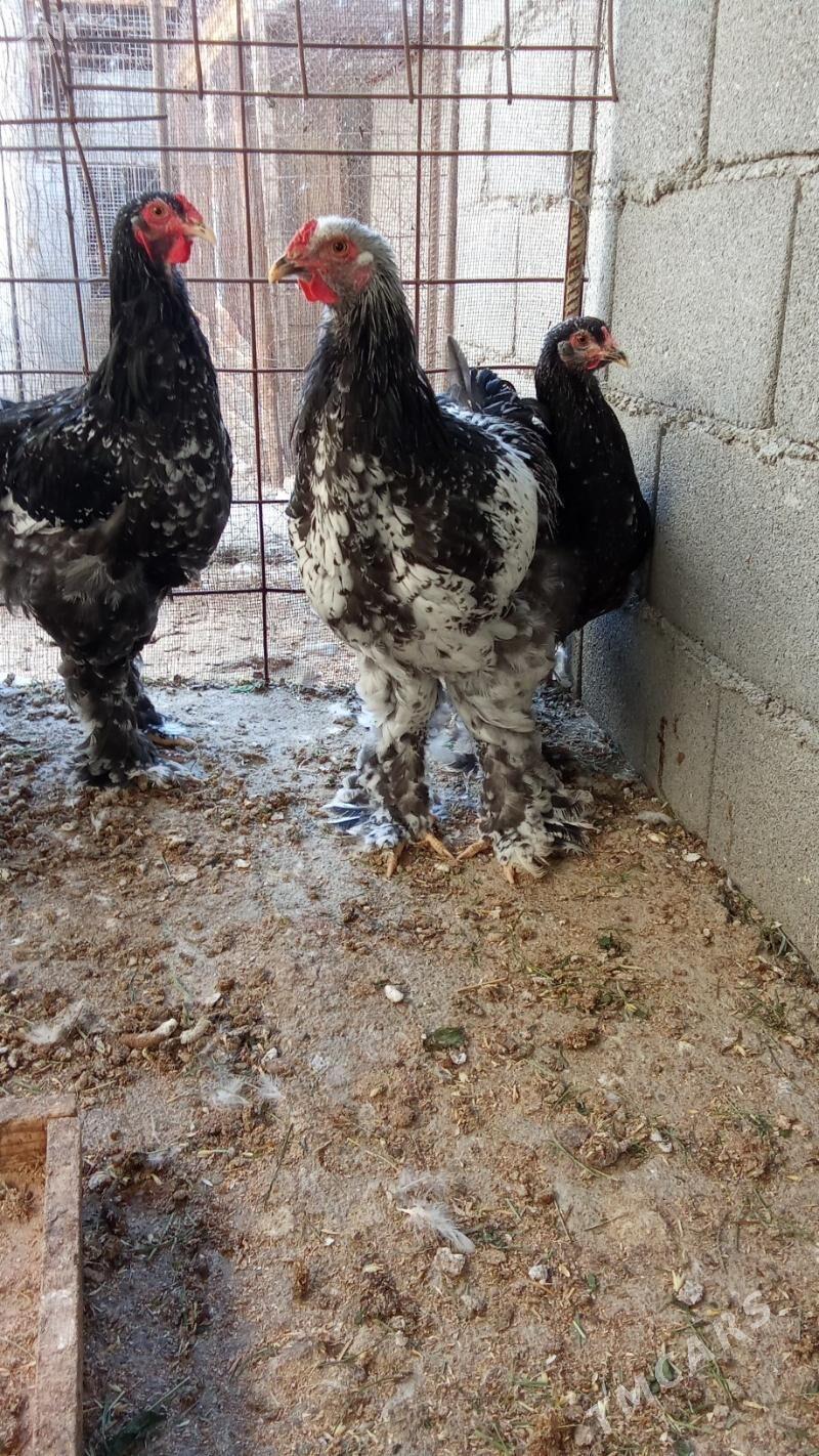 Brama silber - Херрикгала - img 3