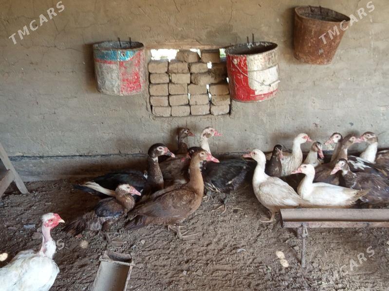 ordek - Векильбазар - img 1