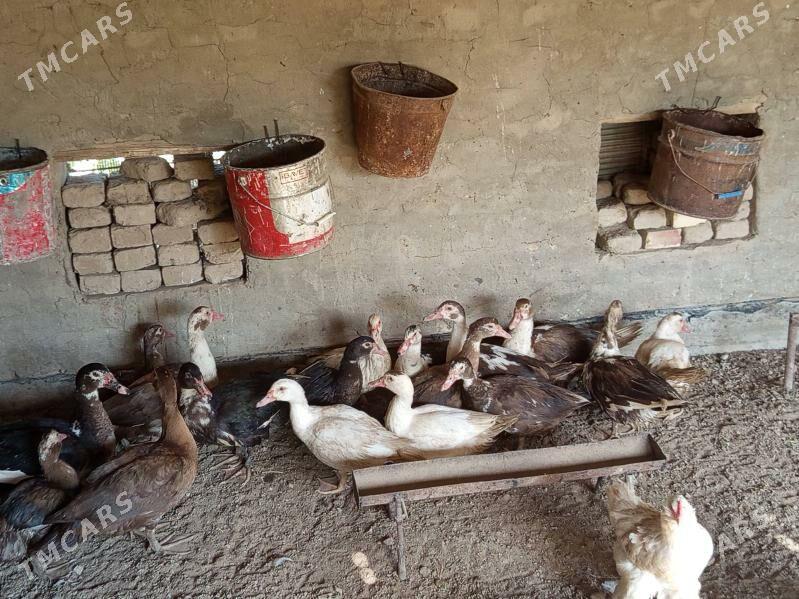 ordek - Векильбазар - img 2