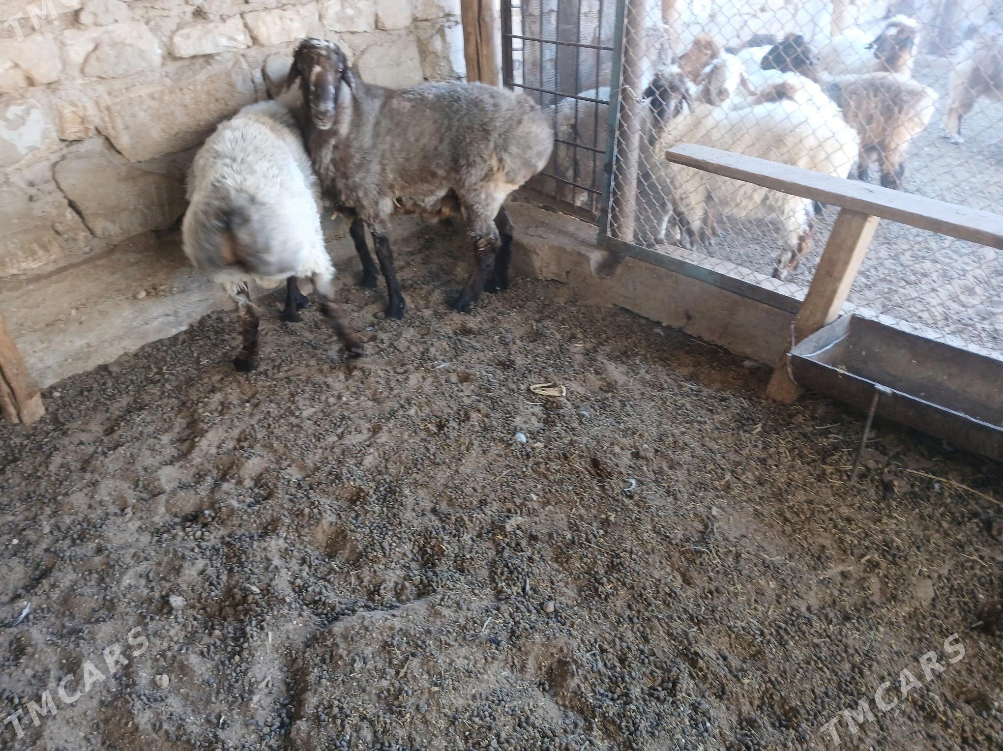 goc - Balkanabat - img 1