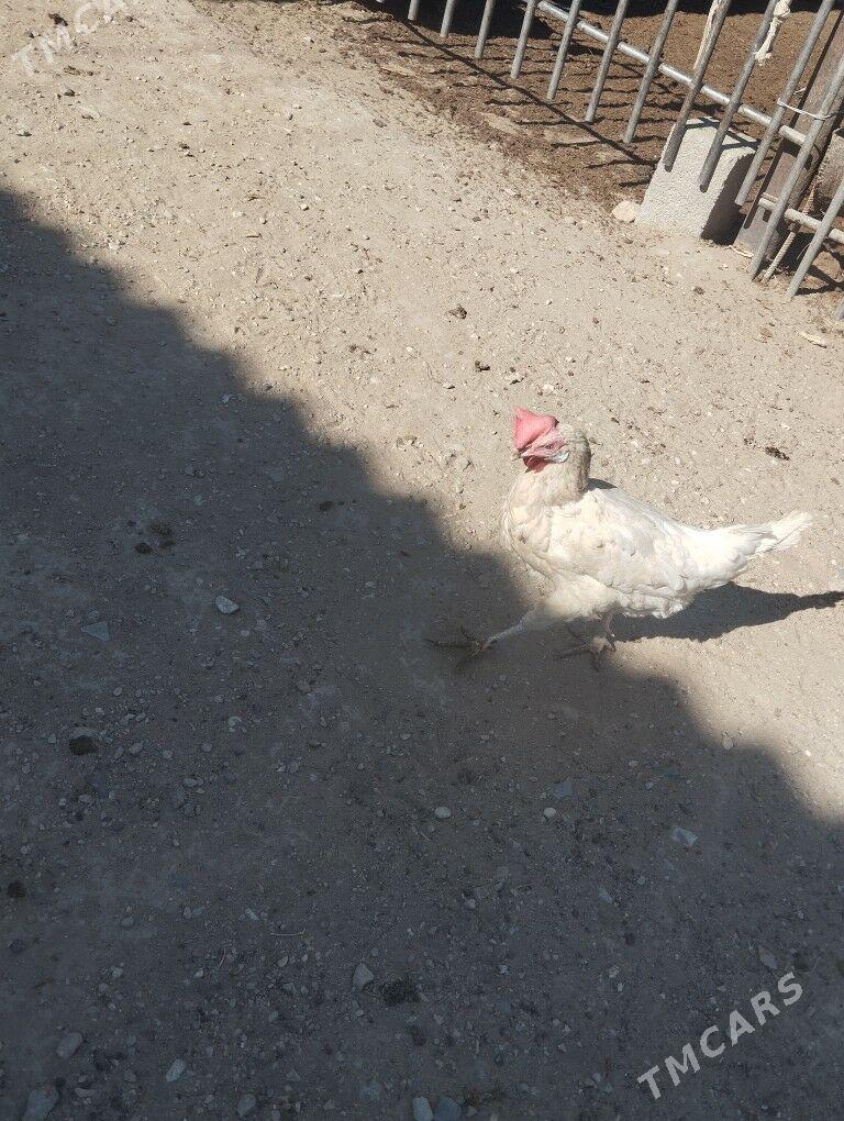 towuk - Гумдаг - img 2