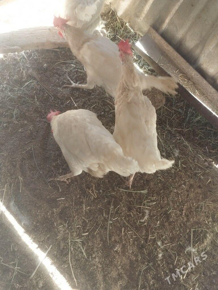 towuk - Гумдаг - img 3