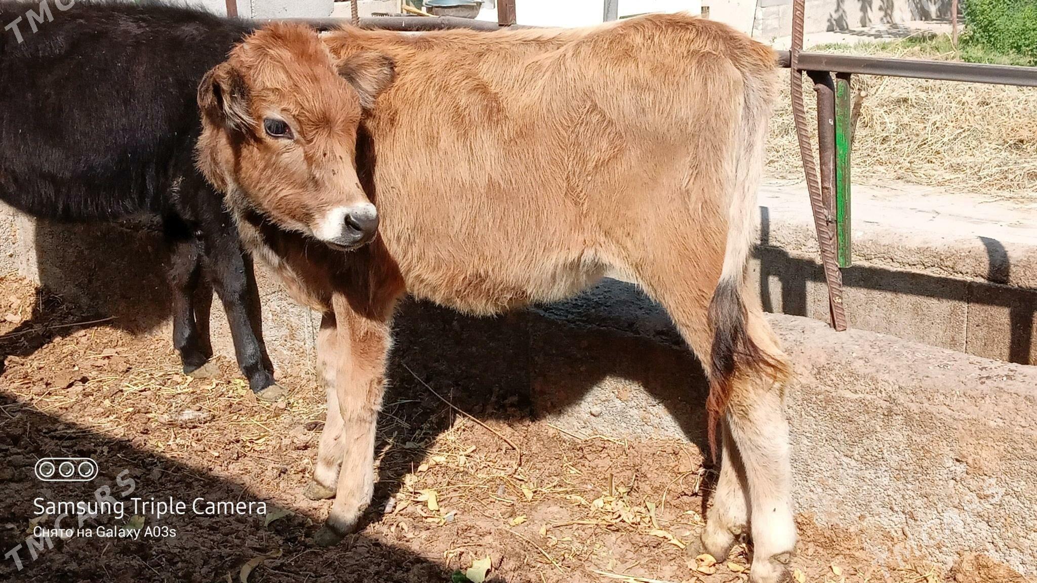 TUWE - Gökdepe - img 4