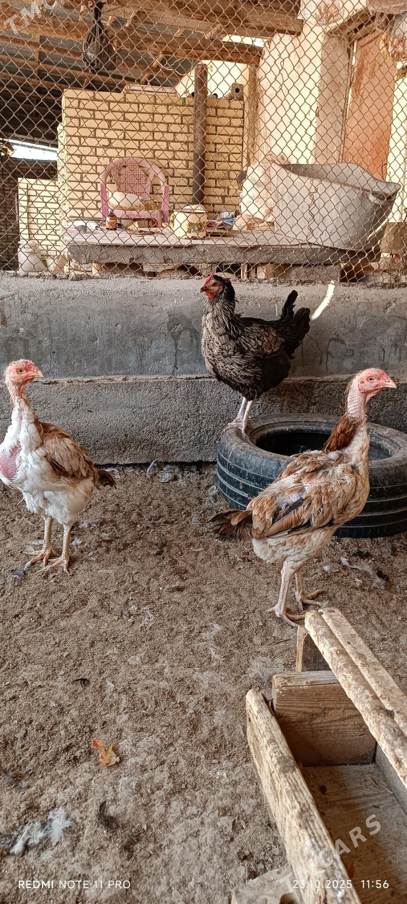 Bayes  Horazlar - Mary - img 8