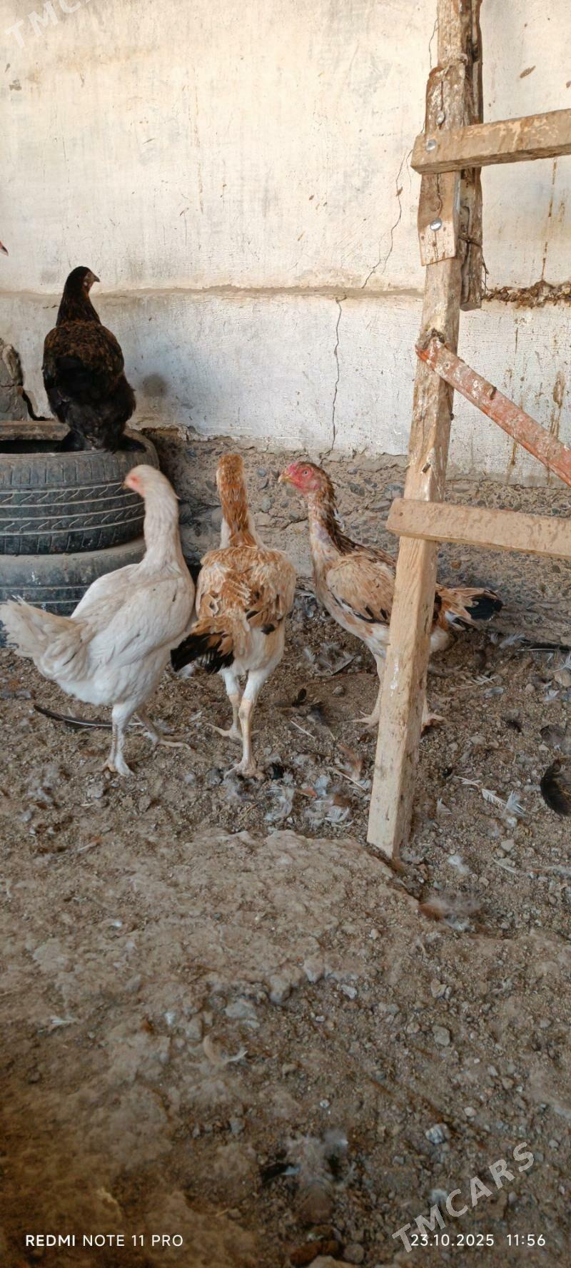 Bayes  Horazlar - Mary - img 9