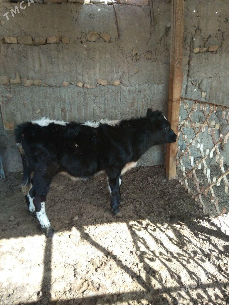 okuz - Aşgabat - img 1