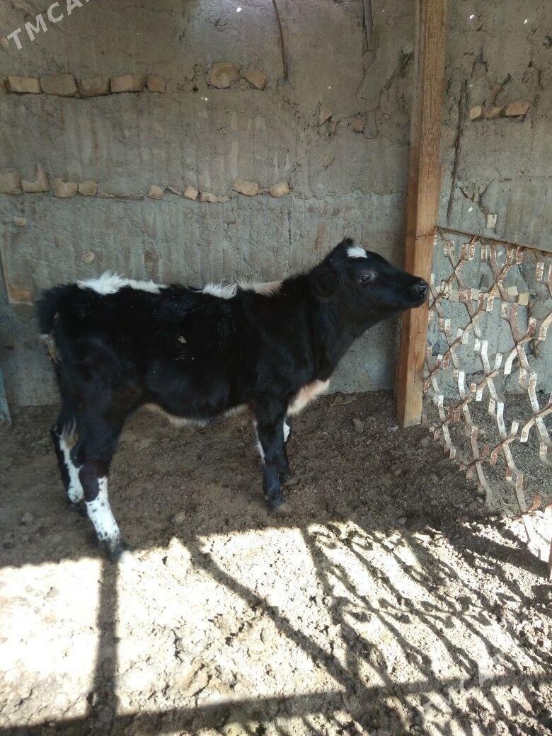 okuz - Aşgabat - img 3