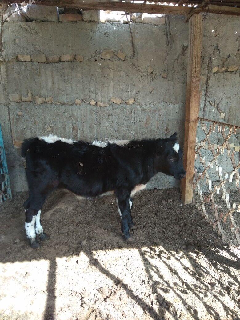 okuz - Aşgabat - img 2