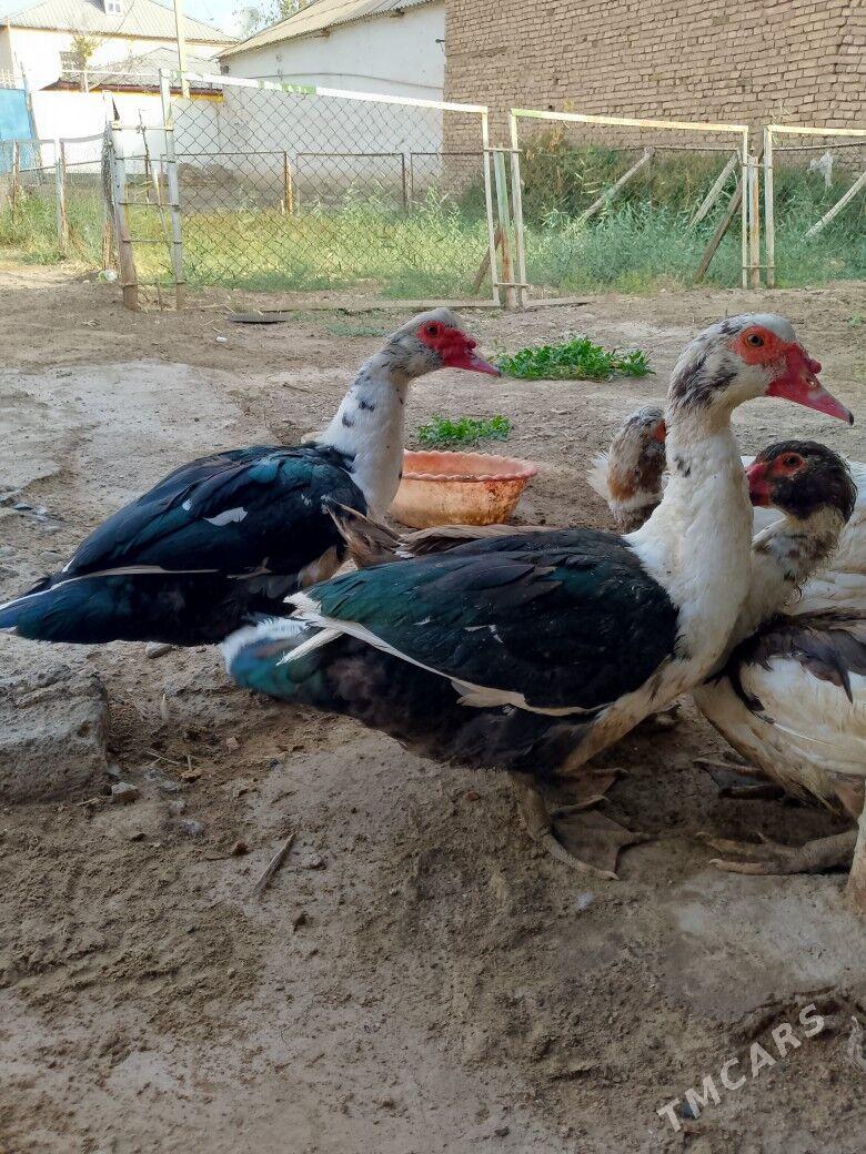 İNDAWUTGA HORAZ - Tejen - img 1