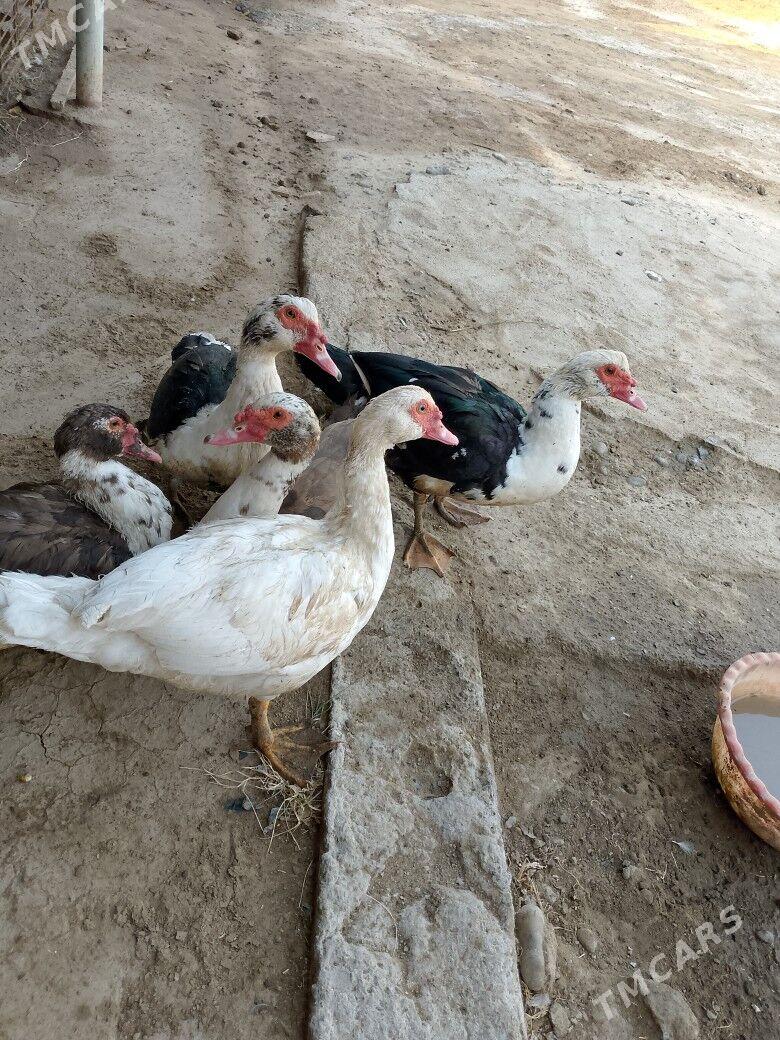 İNDAWUTGA HORAZ - Tejen - img 3