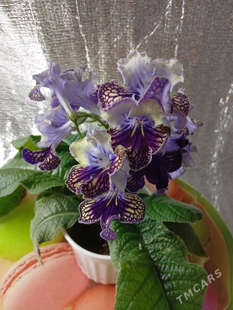 стрептокарпус - Bagyr - img 2
