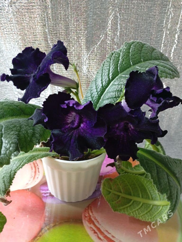 стрептокарпус - Bagyr - img 1