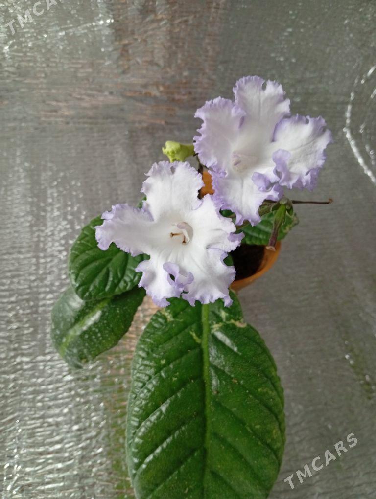 стрептокарпус - Bagyr - img 3