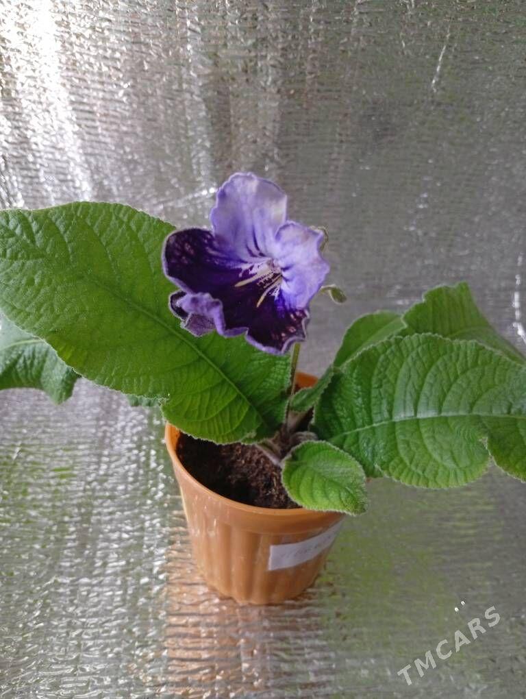 стрептокарпус - Bagyr - img 4