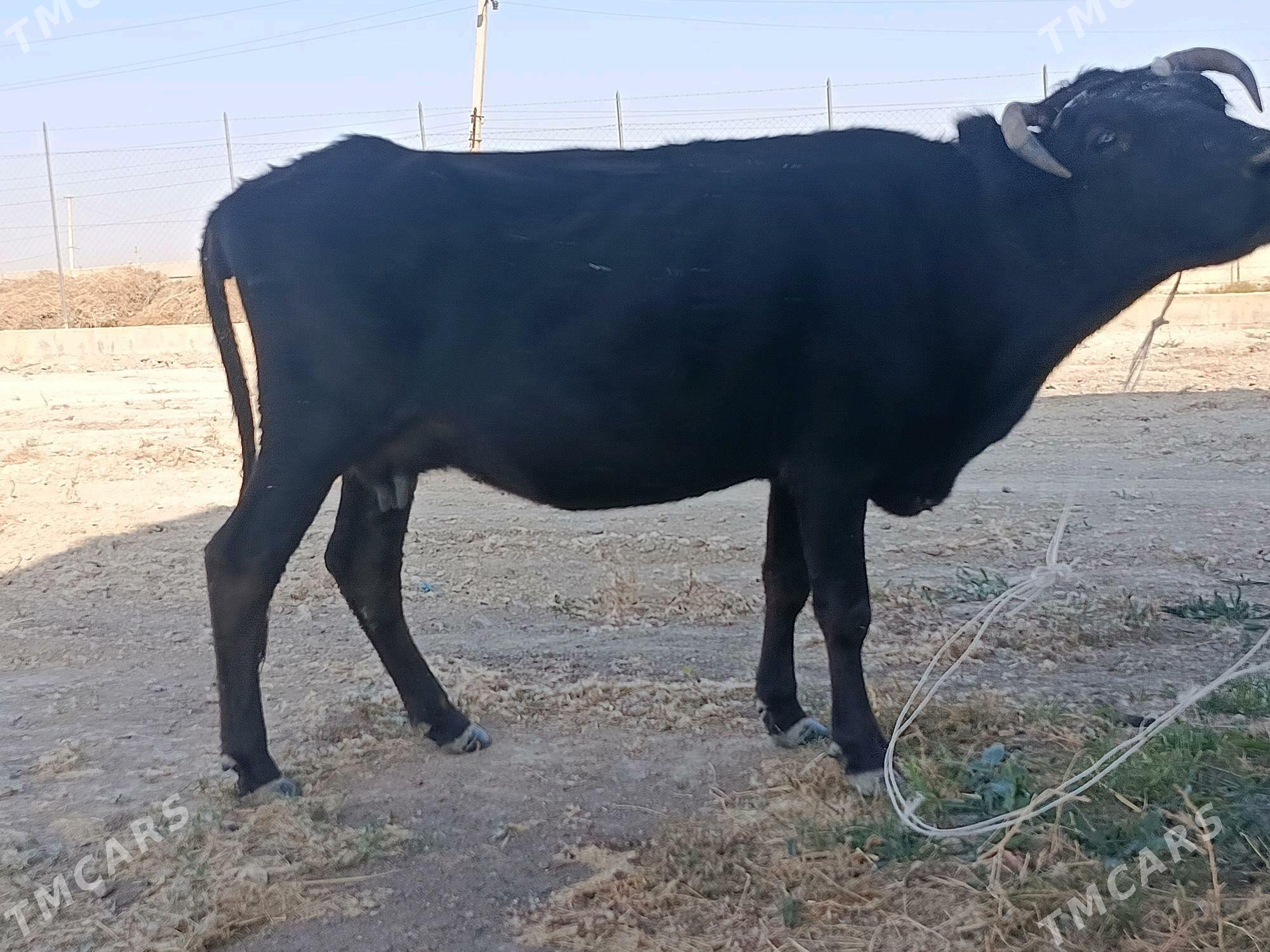 Gysyr sygyr ÝAGDAÝY GOWY - Ак-Бугдайский этрап - img 2