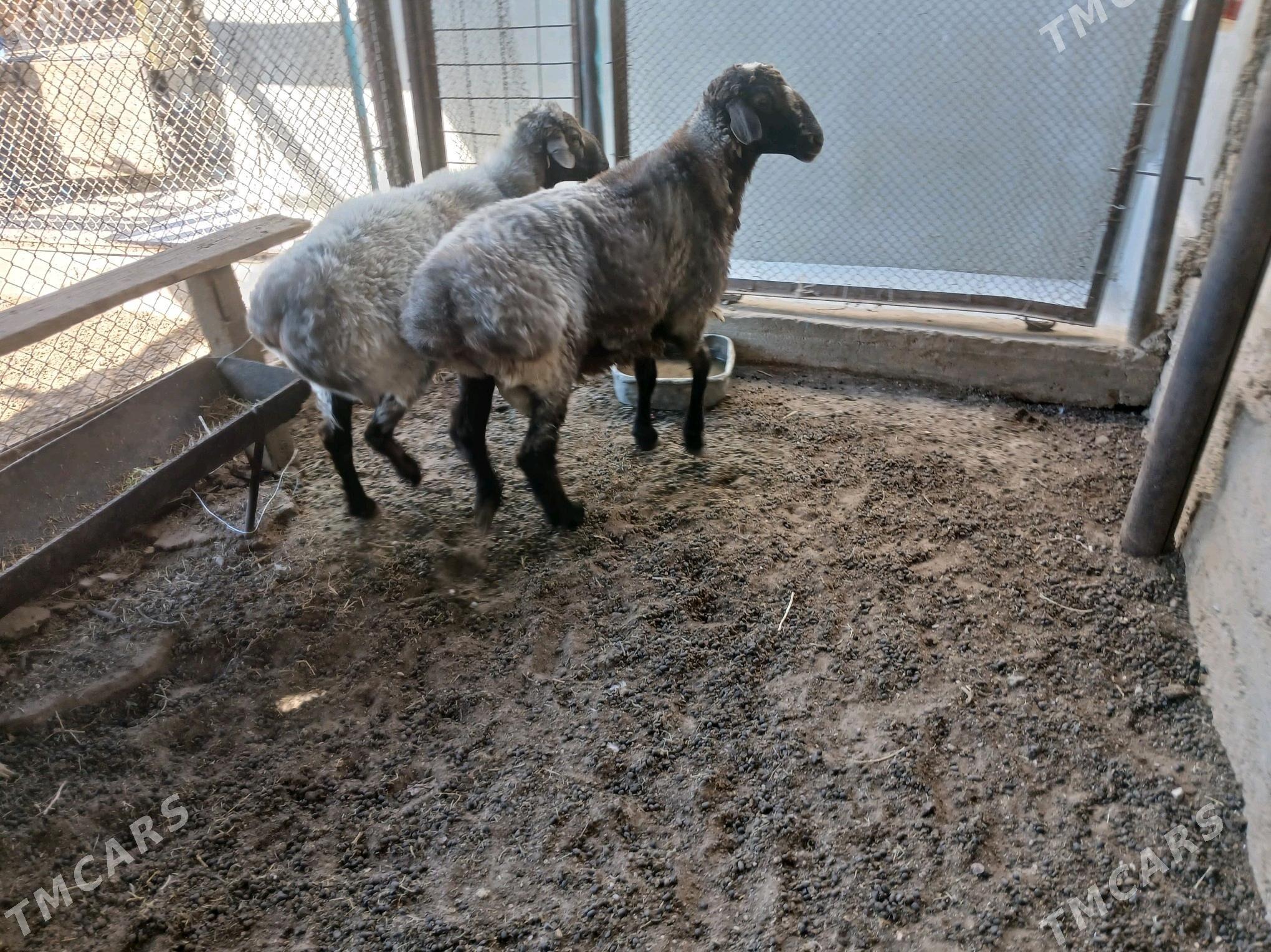 goc - Balkanabat - img 2