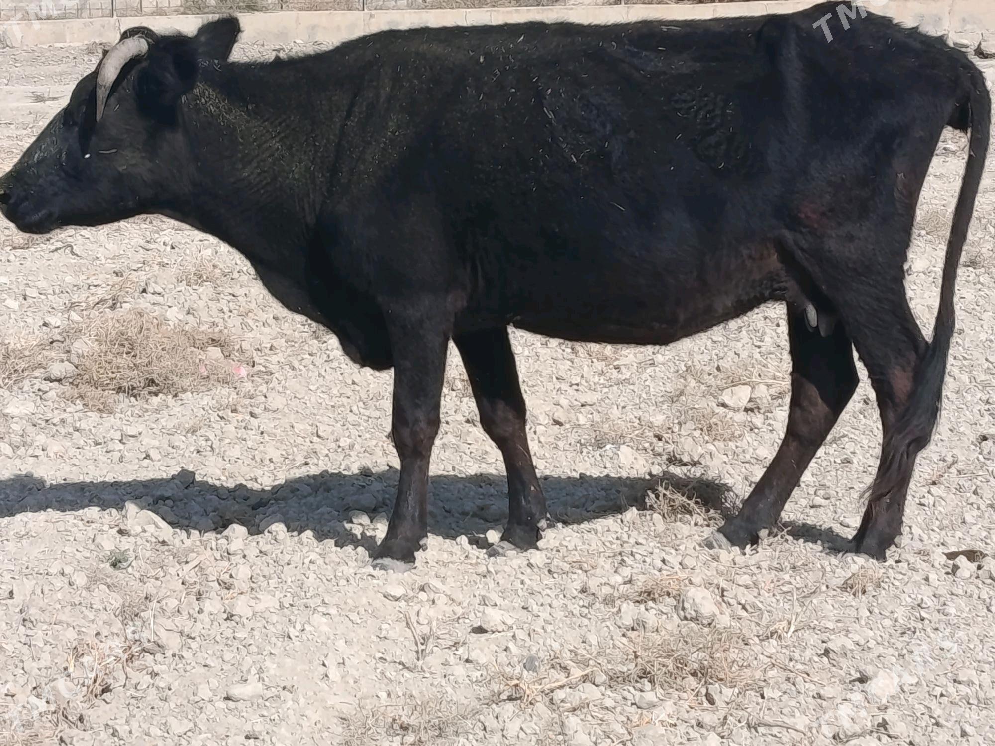 Gysyr sygyr ÝAGDAÝY GOWY - Ак-Бугдайский этрап - img 3