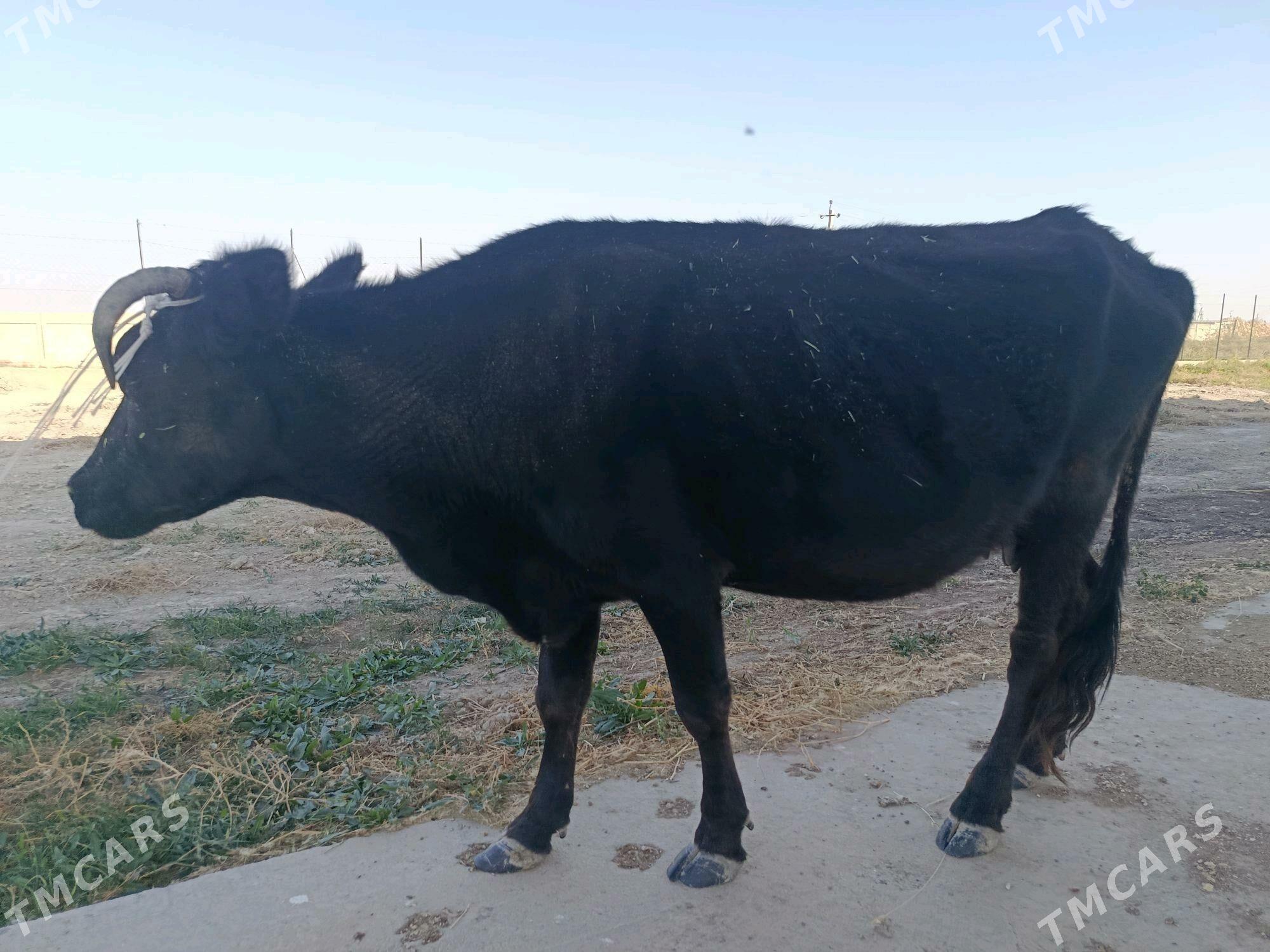 Gysyr sygyr ÝAGDAÝY GOWY - Ак-Бугдайский этрап - img 6