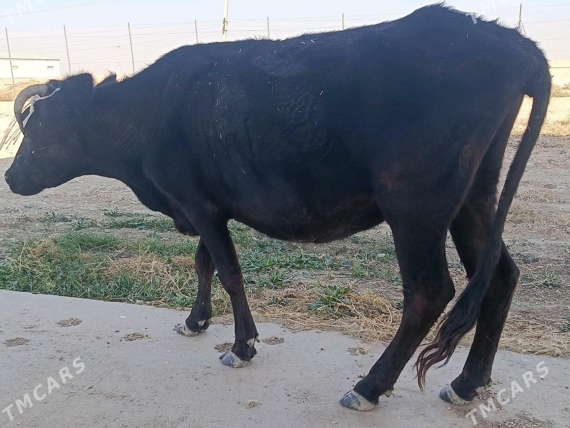 Gysyr sygyr ÝAGDAÝY GOWY - Ак-Бугдайский этрап - img 4