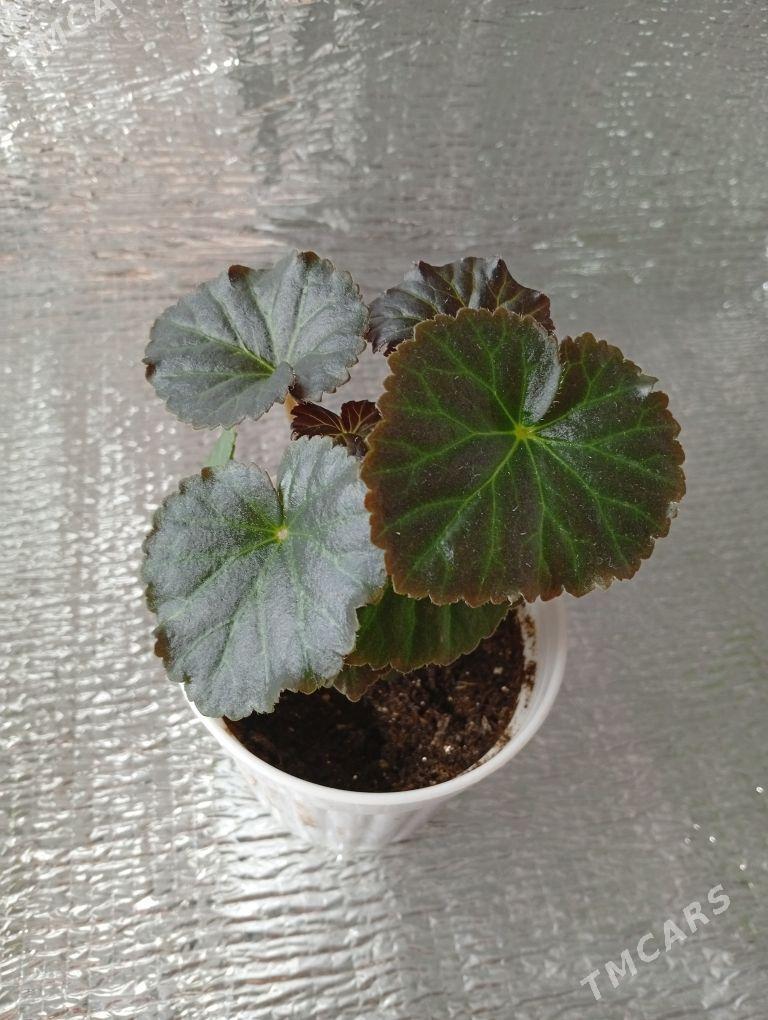 бегония - Bagyr - img 2