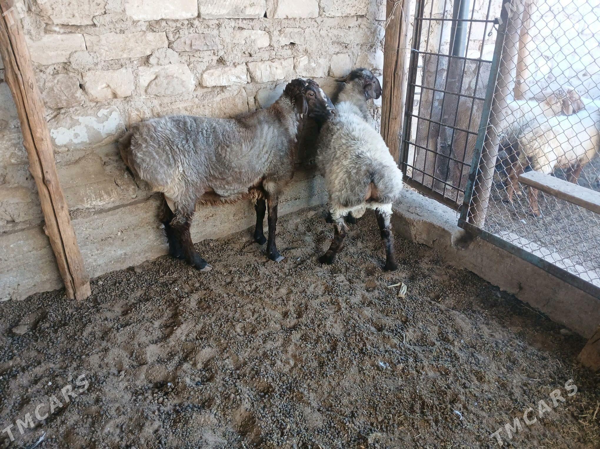 goc - Balkanabat - img 3