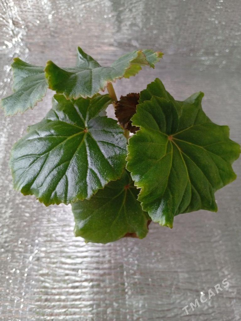 бегония - Bagyr - img 1