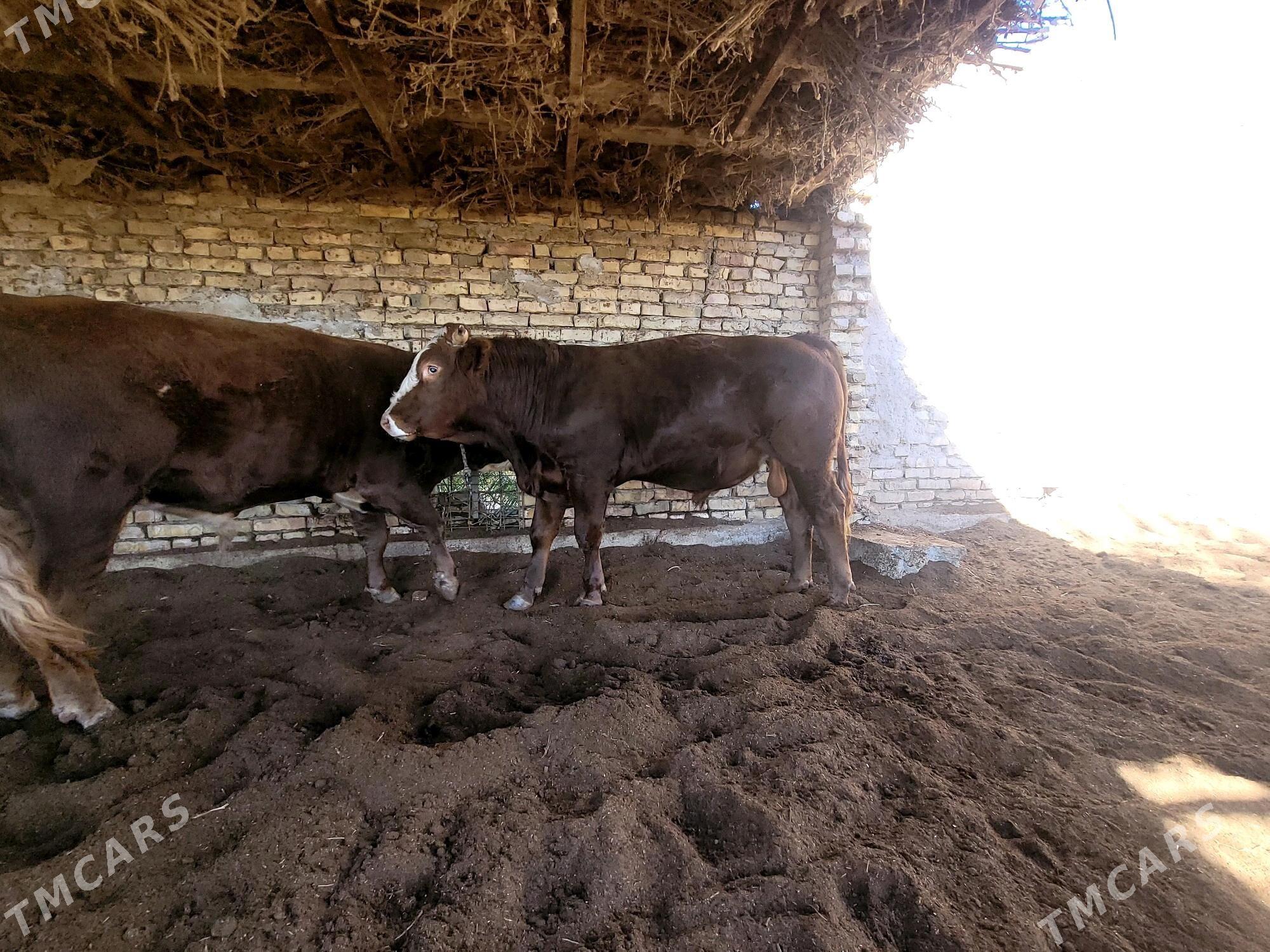 Simental - Saýat - img 1