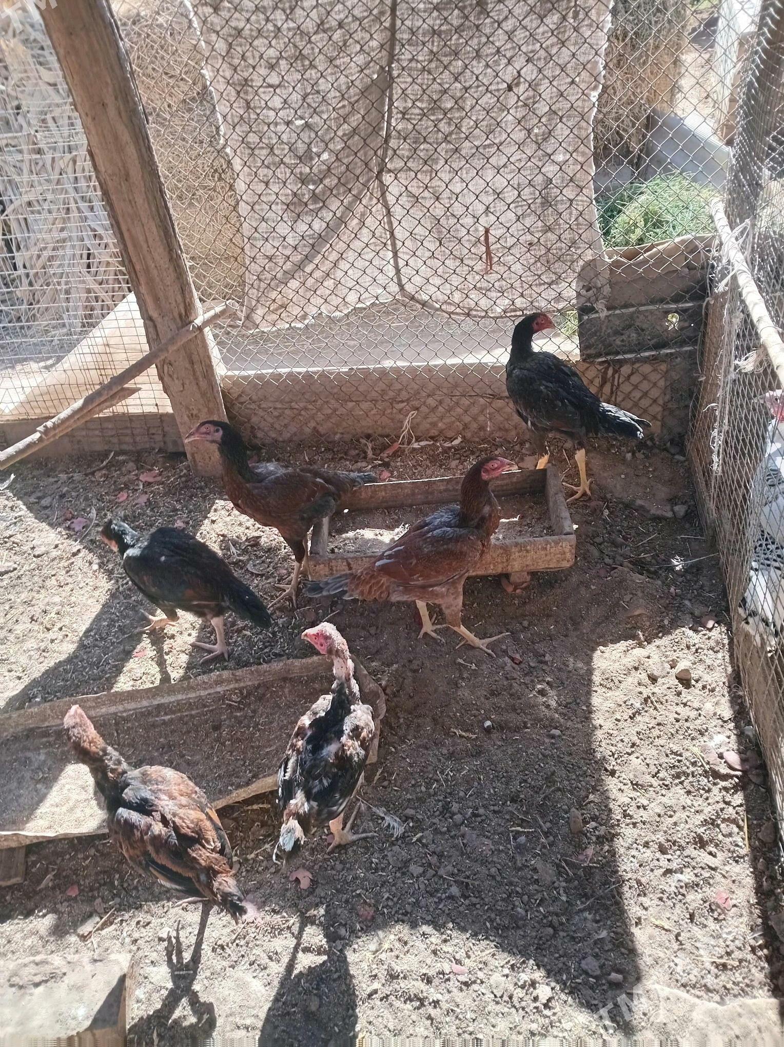 Baysow jujeler - Чарджоу - img 2