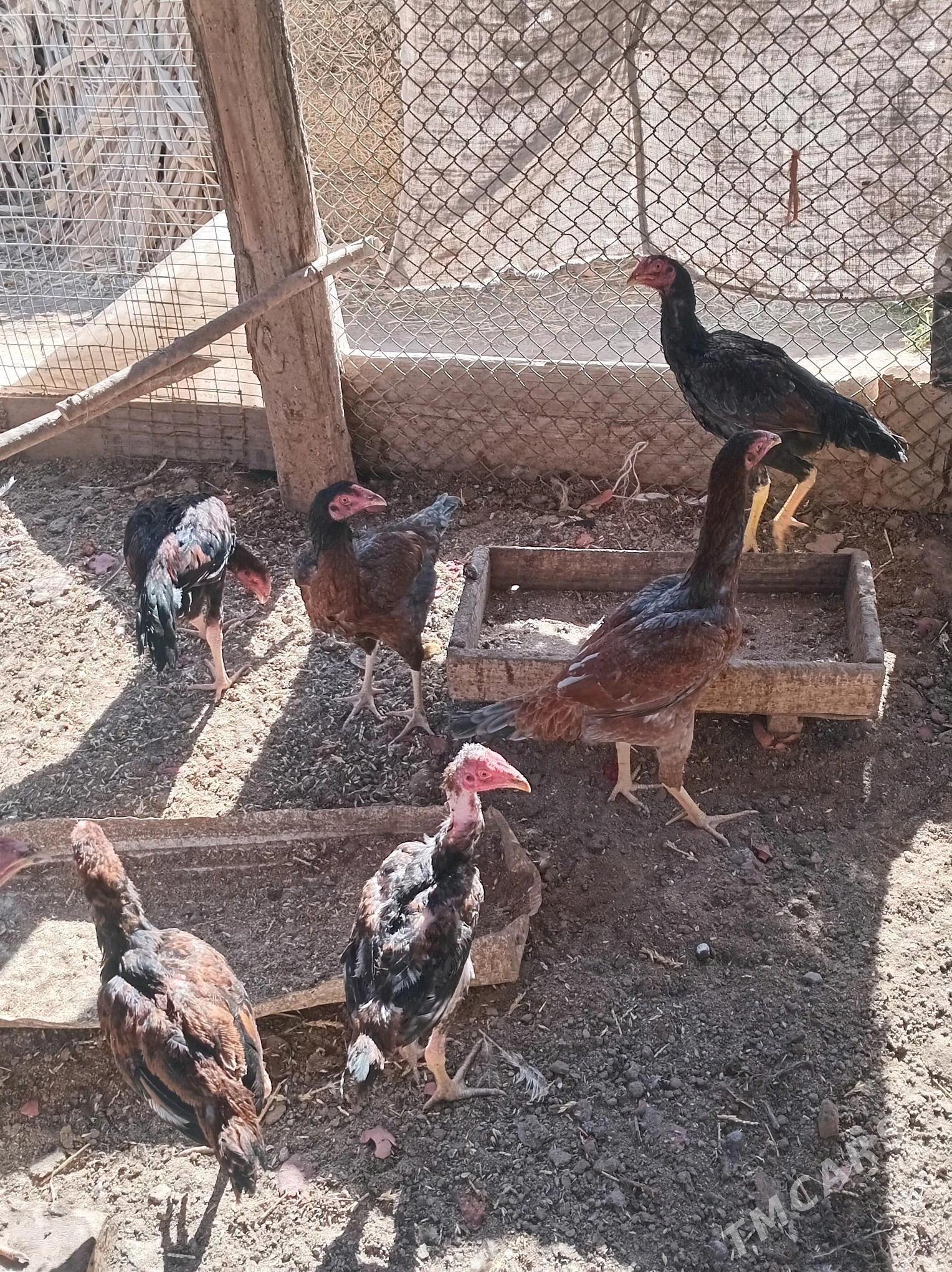 Baysow jujeler - Чарджоу - img 1