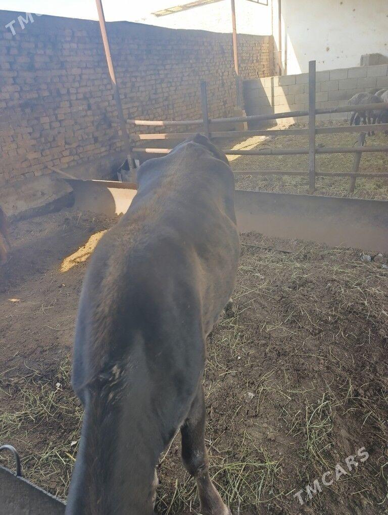 sygyr - Ашхабад - img 1