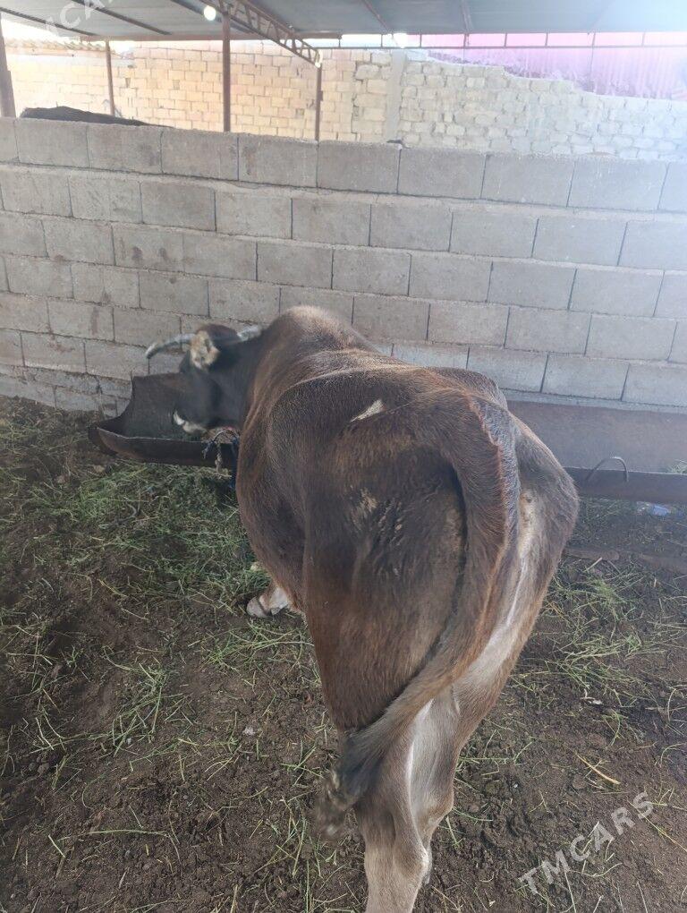 sygyr - Ашхабад - img 2