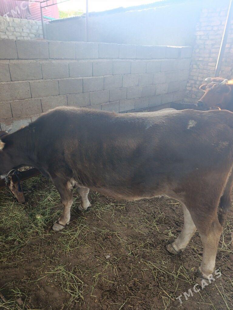 sygyr - Ашхабад - img 3